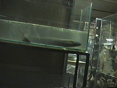 Ana Maria Millan - el pez que evoluciona , 2000